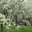 cherry-tree-walk-image-12-percent.jpg
