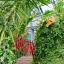 8-the-palm-house-bridge.jpg