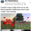 wild-flowers-5.jpg