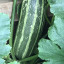 marrow-home-grown.jpg