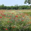 wild-flowers-3.jpg