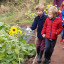 arriving-sunflowers.jpg
