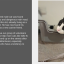 alfie-b.png