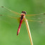 dragonfly-red-animal-insect-66264.jpeg