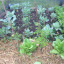 veg-5.jpg