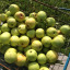 applepic.jpg