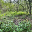 eaa-woodland.jpg