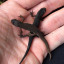 smooth-newts.jpg