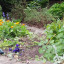april-2017-flowers.jpg