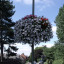 holstar-planter-on-full-bloom.jpg
