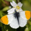 orange-tip-butterfly.jpg