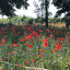 wild-flowers-1.jpg
