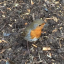 robin-visit-3-5-2016.jpg