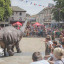 dino-day-2022-ginny-koppenhol-photography-low-res-watermarked-66.jpg