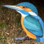 kingfisher.png