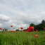kingsway-park-poppy-meadow-25-7-07-050.jpg