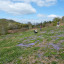 2015-04-22-south-malverns-violets-chae-end-128.jpg