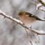 chaffinch-mike-ashton.jpg