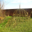 willow3.jpg