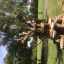 15-7-aug-hilly-tot-g-img-3452.jpg