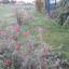 wildflower-verge-edge-at-brent-aprk.jpg