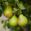 three-pears.jpeg