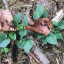 grafton-jt-caterpillars-111.jpg