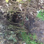 bushes-by-station.jpg