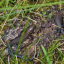 four-baby-lizards-at-slievenacloy-p-mcerlean.jpg
