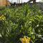 flowers.jpg