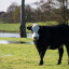 cow-in-flood.jpg