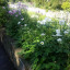 august-flowers.jpg