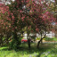 princes-gardens-cherry-tree-2.jpg