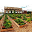communitygarden.jpg