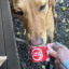 wally-pup-cup.jpg