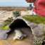 flints-selkie-the-seal-pupper-play.jpg