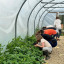 horticulture-strawberries.jpg