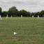 cricket.jpg