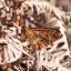 2019-05-04-ewyas-harold-176.jpg