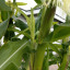 sweet-corn-18-th-aug.jpg