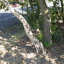 neglected-tree-low-res-1.jpg