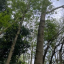 eaa-woodland-2.jpg
