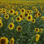 field-of-sunflowers.jpg
