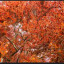 copper-tree.jpg