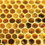 200409-pollen.jpg