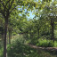 cherry-tree-walk.jpeg