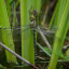 dragonfly-emerging-from-skin-2020.jpg