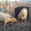 piggy-breakfast.jpg