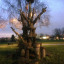 16-jan-1-st-hilly-tree-new-year-bare-handsome-4559.jpg