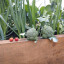 1-st-harvest-7-th-july-2021.jpg